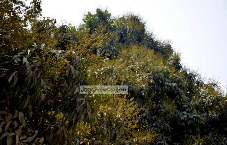 লিচু রাজ্য হিসেবে পরিচিত দিনাজপুরে দিন দিন লিচু চাষ বাড়ছে। জেলার প্রতিটি লিচু গাছে শোভা পাচ্ছে থোকা থোকা মুকুল। ফলে এবার মধু মাসের ফল লিচুর বাম্পার ফলনের সম্ভাবনা দেখা দিয়েছে। দিনাজপুরের একটি লিচু বাগান থেকে ছবিটি তুলেছেন জাগোনিউজের প্রতিনিধি-এমদাদুল হক মিলন