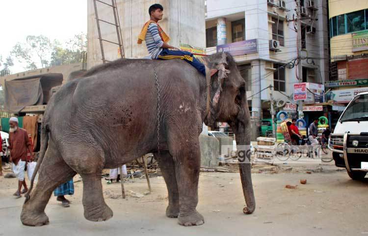 আহত হাতিটিকে ব্যবহার করে প্রতিদিন চাঁদা তুললেও এর কোনো চিকিৎসা করাচ্ছে না হাতির মালিক বাদল। ভাঙ্গা পা নিয়ে চলাফেরা করতে হাতিটির ভীষণ কষ্ট হচ্ছে। ছবি : বিপ্লব দিক্ষিৎ