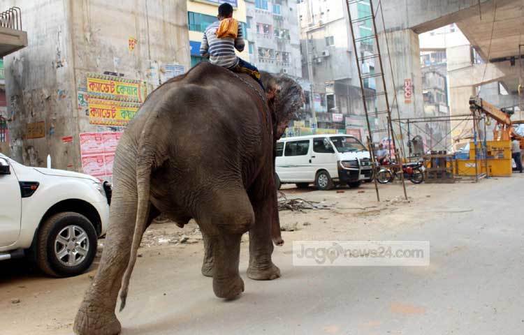 শুধুমাত্র মানুষ জীবন ও জীবিকার জন্য এতোটা নির্দয় হয় কিভাবে! &lsquo;রওশন সার্কাসের&rsquo; নামে আহত এই হাতিটিকে সিলেট থেকে কিনে আনে বাদল নামের এক ব্যক্তি। এখন এই হাতিটিকে চিকিৎসার নামে রাজধানীর বিভিন্ন স্থানে চাঁদা তোলা হচ্ছে। ছবি : বিপ্লব দিক্ষিৎ