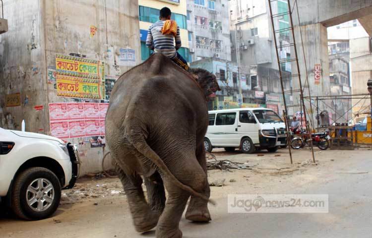 আহত হাতিটিকে ব্যবহার করে প্রতিদিন চাঁদা তুললেও এর কোনো চিকিৎসা করাচ্ছে না হাতির মালিক বাদল। ভাঙ্গা পা নিয়ে চলাফেরা করতে হাতিটির ভীষণ কষ্ট হচ্ছে। ছবি : বিপ্লব দিক্ষিৎ