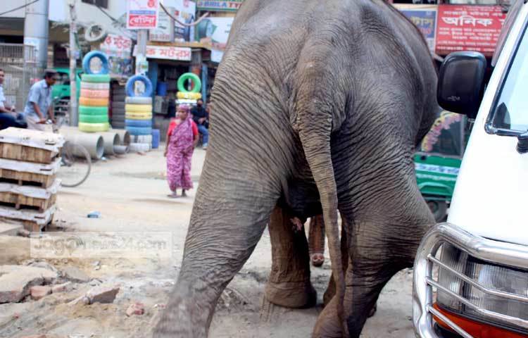 চাঁদা তোলার পরে ক্লান্ত আহত হাতিটিকে রাজধানীর মতিঝিল বালুর মাঠে রাখা হয়। ছবি : বিপ্লব দিক্ষিৎ
