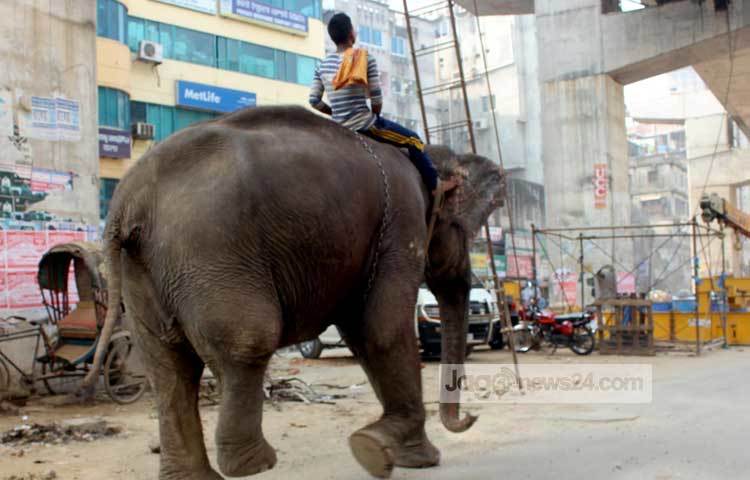 আহত এ হাতিটিতে উদ্ধার করে সুচিকিৎসার ব্যবস্থা করতে সরকারের যথাযথ কর্তৃপক্ষের দৃষ্টি আকর্ষণ করছি। আহত হাতিটির জন্য শুভ কামনা। ছবি : বিপ্লব দিক্ষিৎ