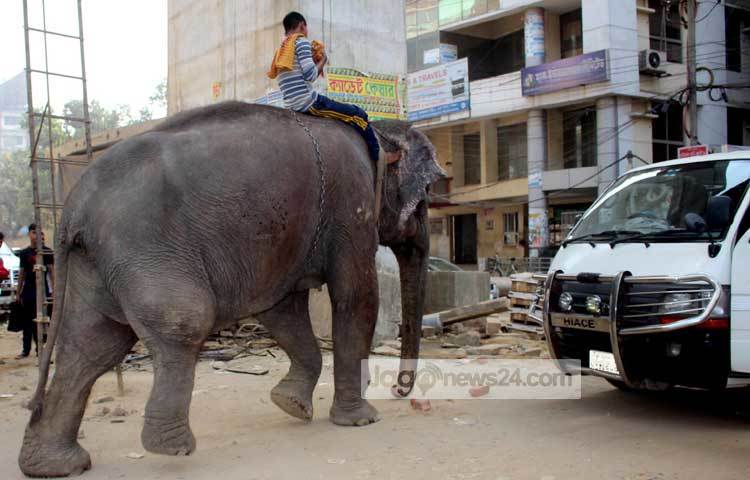 আহত এ হাতিটিতে উদ্ধার করে সুচিকিৎসার ব্যবস্থা করতে সরকারের যথাযথ কর্তৃপক্ষের দৃষ্টি আকর্ষণ করছি। আহত হাতিটির জন্য শুভ কামনা। ছবি : বিপ্লব দিক্ষিৎ