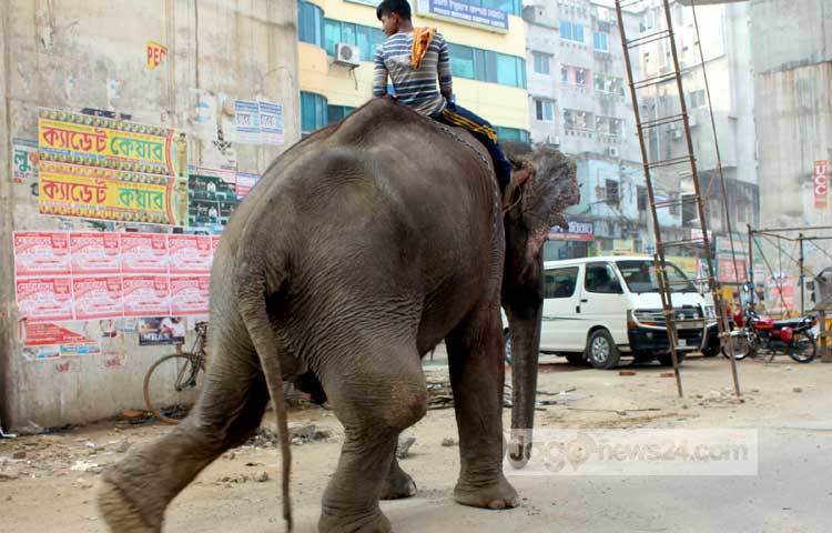 আহত এ হাতিটিতে উদ্ধার করে সুচিকিৎসার ব্যবস্থা করতে সরকারের যথাযথ কর্তৃপক্ষের দৃষ্টি আকর্ষণ করছি। আহত হাতিটির জন্য শুভ কামনা। ছবি : বিপ্লব দিক্ষিৎ