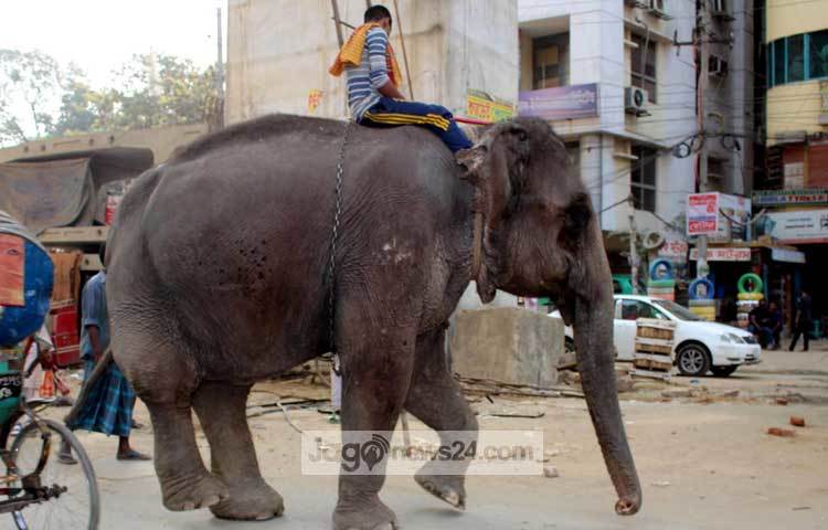আহত এ হাতিটিতে উদ্ধার করে সুচিকিৎসার ব্যবস্থা করতে সরকারের যথাযথ কর্তৃপক্ষের দৃষ্টি আকর্ষণ করছি। আহত হাতিটির জন্য শুভ কামনা। ছবি : বিপ্লব দিক্ষিৎ