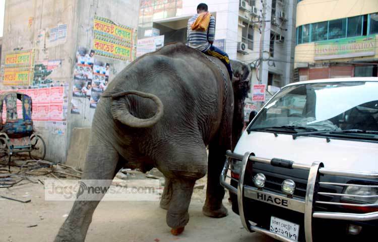 আহত এ হাতিটিতে উদ্ধার করে সুচিকিৎসার ব্যবস্থা করতে সরকারের যথাযথ কর্তৃপক্ষের দৃষ্টি আকর্ষণ করছি। আহত হাতিটির জন্য শুভ কামনা। ছবি : বিপ্লব দিক্ষিৎ