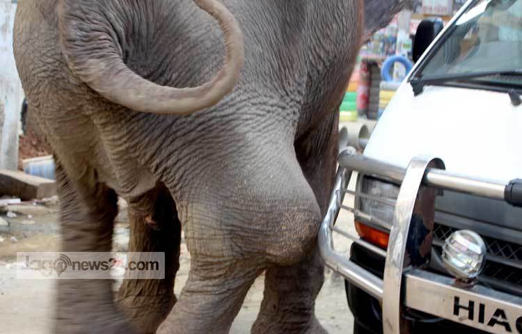 আহত এ হাতিটিতে উদ্ধার করে সুচিকিৎসার ব্যবস্থা করতে সরকারের যথাযথ কর্তৃপক্ষের দৃষ্টি আকর্ষণ করছি। আহত হাতিটির জন্য শুভ কামনা। ছবি : বিপ্লব দিক্ষিৎ