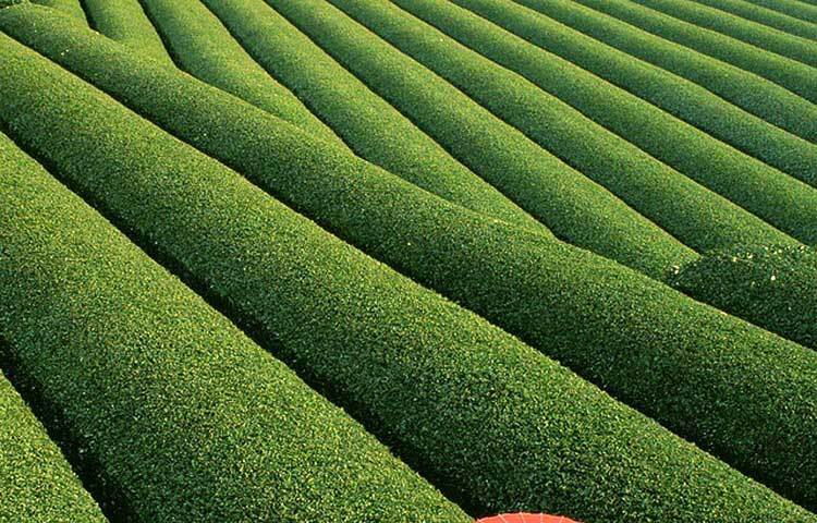 ফিল্ড অব টি : অভিশ্বাস্য ও মনোমুগ্ধকর এই জায়গাটি চীনে অবস্থিত।