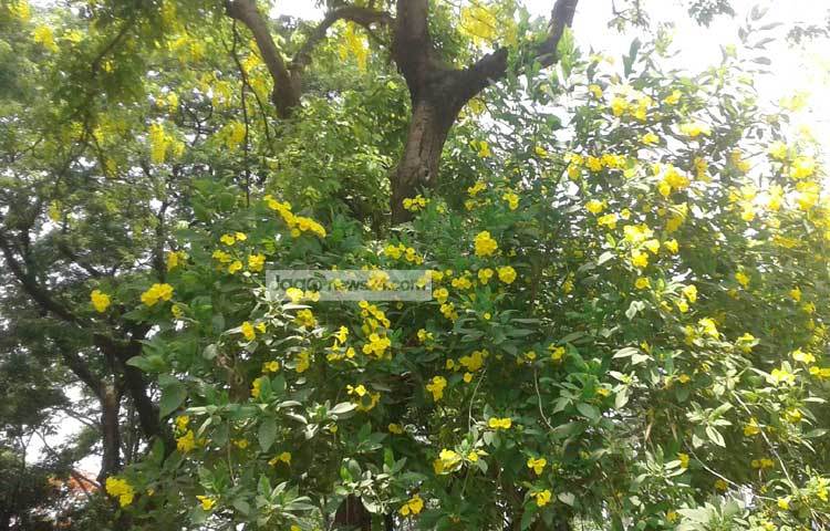 কয়েক সপ্তাহ ধরে তীব্র দাবদাহে জনজীবন অতিষ্ঠ হলেও প্রকৃতি ফুলেল সাজে সেজেছে। ঢাকা বিশ্ববিদ্যালয় এলাকা থেকে ফুলের দৃশ্য ক্যামেরাবন্দি করেছেন মনিরুজ্জ্বামান জামান উজ্জ্বল।