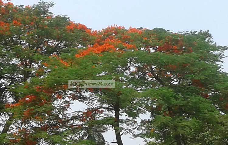 আকাশ ছোঁয়া কৃষ্ণচূড়া। ছবি : মনিরুজ্জ্বামান জামান উজ্জ্বল।