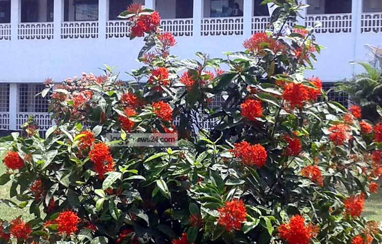 ঢাকা বিশ্ববিদ্যালয় এলাকায় ফুলের রাজ্য। ছবি : মনিরুজ্জ্বামান জামান উজ্জ্বল।