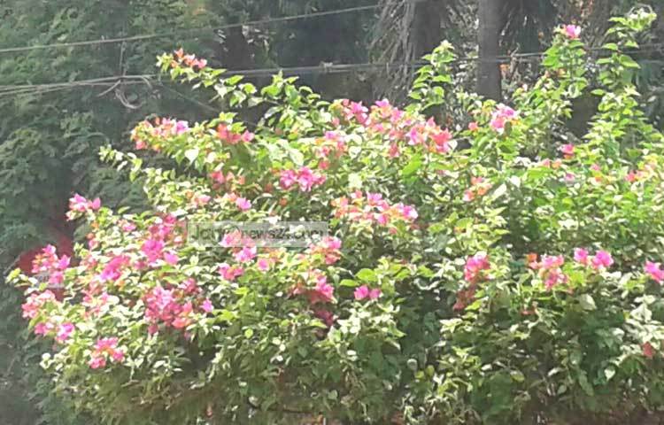 শুধু ফুল-ই নয়, গাছে গাছে মেলে থাকা সবুজ পাতা গরমের মাঝে দুচোখে স্বস্তি এনে দেয়। ছবি : মনিরুজ্জ্বামান জামান উজ্জ্বল।