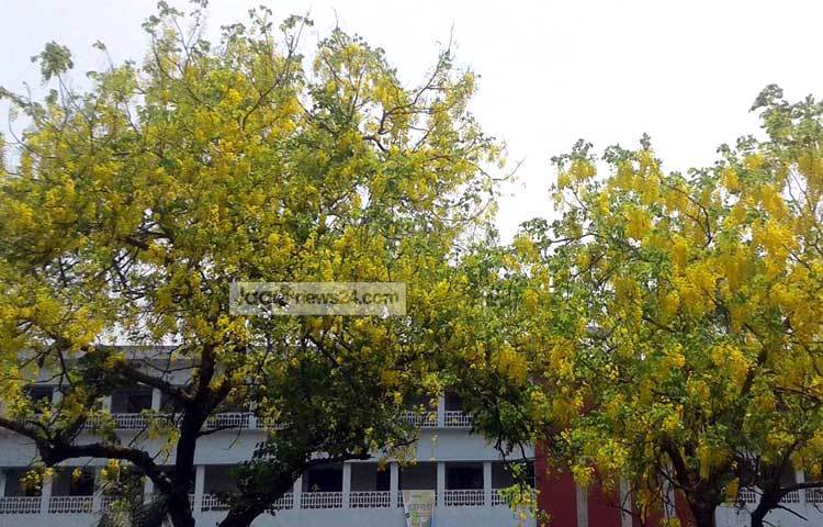 ঢাকা বিশ্ববিদ্যালয় ক্যাম্পাস, শহীদ সোহরাওয়ার্দী উদ্যান, রমনা উদ্যান, হাতিরঝিলসহ রাজধানীর বিভিন্ন এলাকা জুড়ে এখন সবুজ গাছপালা ও নানা রংয়ের ফুলের ছড়াছড়ি। ছবি : মনিরুজ্জ্বামান জামান উজ্জ্বল।