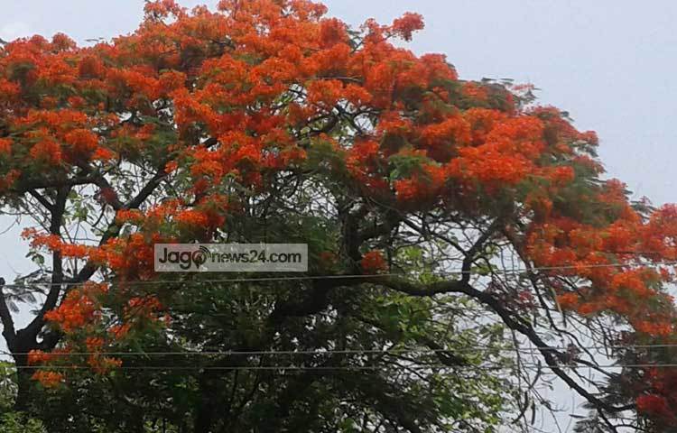 রাজধানীর বিভিন্ন এলাকায় সবুজ প্রকৃতি, গাছপালা ও ফুটে থাকা ফুলের সৌন্দর্য সকলকে বিমোহিত করছে। ছবি : মনিরুজ্জ্বামান জামান উজ্জ্বল।