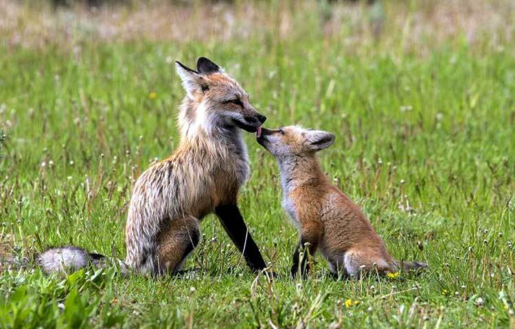 সবচেয়ে বুদ্ধিমান প্রাণী হিসেবে পরিচিত খেকশিয়াল তার বাচ্চাকে আদর করছে। এ যেন চিরায়ত মাতৃত্বের বন্ধন। ছবি : আই লাভ আফ্রিকা।