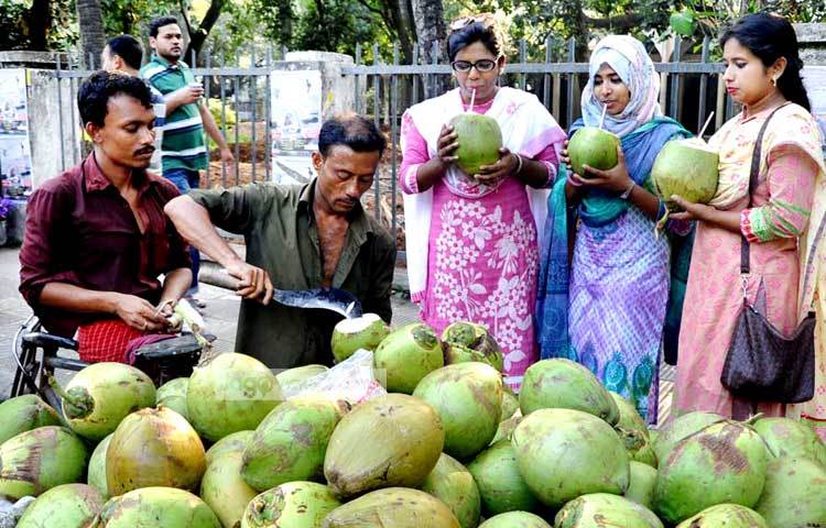 আমাদের দেশে যে কয়টি সহজলভ্য ফল রয়েছে তার মধ্যে ডাব অন্যমত। সারা বছর ডাবের চাহিদা থাকলে গ্রীষ্মে এর কদর বহুগুণে বেড়ে যায়। ছবি : বিপ্লব দিক্ষিৎ।