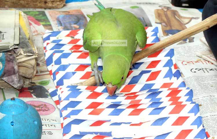 এই টিয়া পাখি বলে দেয় মানুষের ভাগ্য লিপিতে কী রয়েছে। রাজধানীর গুলিস্তান এলাকা থেকে এ ছবি তুলেছেন আলোকচিত্রী বিপ্লব দিক্ষিৎ।