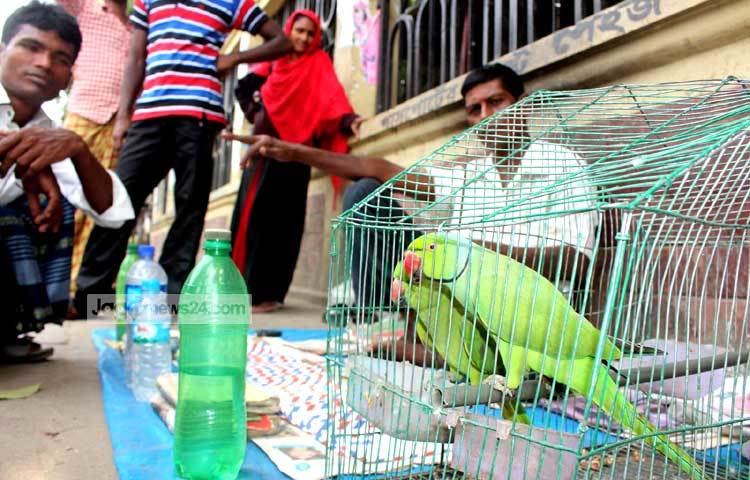 ভাগ্য বদলানোর জন্য টিয়া পাখির কাছে হাত গণনা করতে আসে নানা পেশার মানুষ। ছবি : বিপ্লব দিক্ষিৎ।