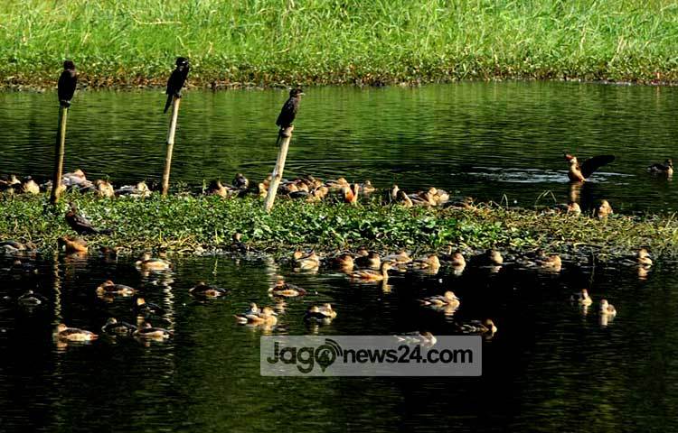 শীতের শুরুতে আমাদের দেশে অতিথি পাখি উড়ে আসে। সুদূর সাইবেরিয়াসহ বিভিন্ন শীত প্রধান দেশ থেকে উড়ে আসা এসব পাখি এদেশের যে সব অভয় আশ্রমে বসবাস করে, তার মধ্যে জাহাঙ্গীরনগর বিশ্ববিদ্যালয় ক্যাম্পাস অন্যতম। শীতের শেষে এখন পাখিরা নিজ নিজ দেশে উড়ে যেতে শুরু করেছে। সম্প্রতি ছবিটি তুলেছেন- বিপ্লব দিক্ষিৎ