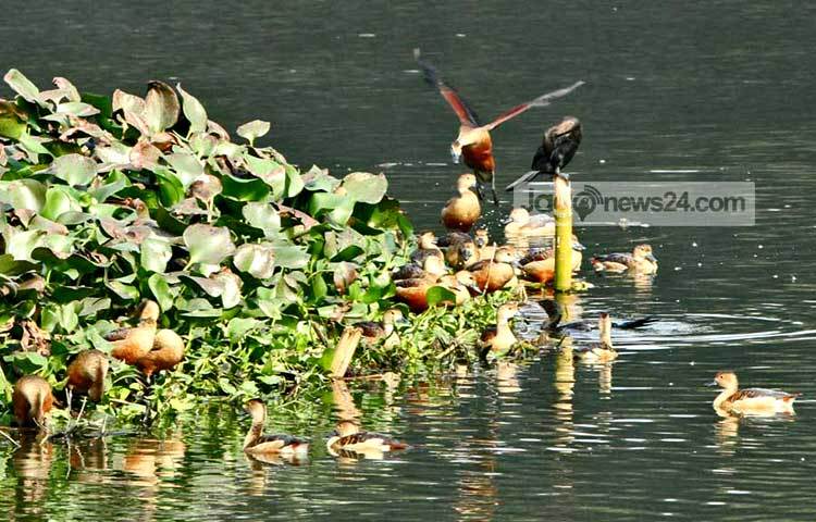 শীতের শুরুতে আমাদের দেশে অতিথি পাখি উড়ে আসে। সুদূর সাইবেরিয়াসহ বিভিন্ন শীত প্রধান দেশ থেকে উড়ে আসা এসব পাখি এদেশের যে সব অভয় আশ্রমে বসবাস করে, তার মধ্যে জাহাঙ্গীরনগর বিশ্ববিদ্যালয় ক্যাম্পাস অন্যতম। শীতের শেষে এখন পাখিরা নিজ নিজ দেশে উড়ে যেতে শুরু করেছে। সম্প্রতি ছবিটি তুলেছেন- বিপ্লব দিক্ষিৎ
