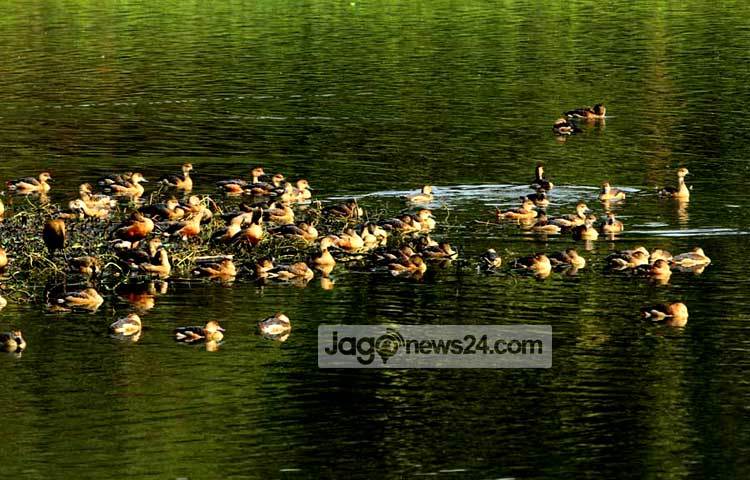 শীতের শুরুতে আমাদের দেশে অতিথি পাখি উড়ে আসে। সুদূর সাইবেরিয়াসহ বিভিন্ন শীত প্রধান দেশ থেকে উড়ে আসা এসব পাখি এদেশের যে সব অভয় আশ্রমে বসবাস করে, তার মধ্যে জাহাঙ্গীরনগর বিশ্ববিদ্যালয় ক্যাম্পাস অন্যতম। শীতের শেষে এখন পাখিরা নিজ নিজ দেশে উড়ে যেতে শুরু করেছে। সম্প্রতি ছবিটি তুলেছেন- বিপ্লব দিক্ষিৎ