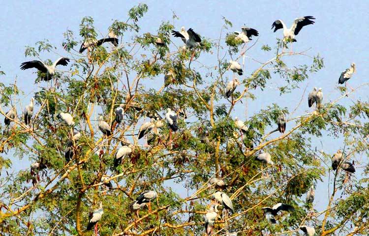 শীতের শুরুতে আমাদের দেশে অতিথি পাখি উড়ে আসে। সুদূর সাইবেরিয়াসহ বিভিন্ন শীত প্রধান দেশ থেকে উড়ে আসা এসব পাখি এদেশের যে সব অভয় আশ্রমে বসবাস করে, তার মধ্যে জাহাঙ্গীরনগর বিশ্ববিদ্যালয় ক্যাম্পাস অন্যতম। শীতের শেষে এখন পাখিরা নিজ নিজ দেশে উড়ে যেতে শুরু করেছে। সম্প্রতি ছবিটি তুলেছেন- বিপ্লব দিক্ষিৎ