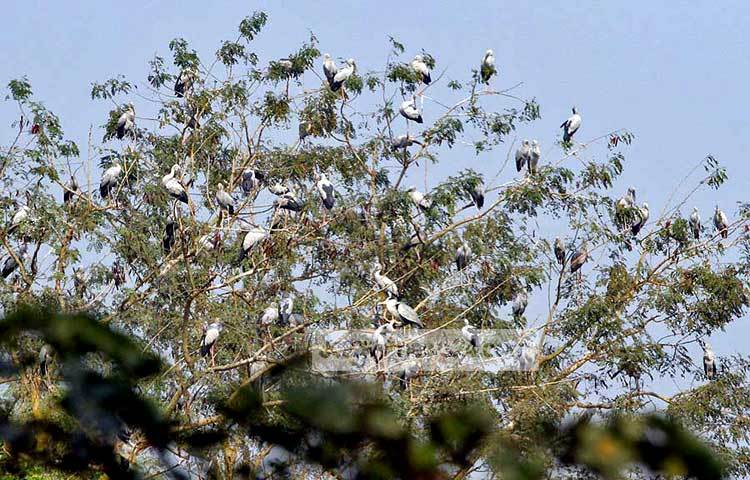 শীতের শুরুতে আমাদের দেশে অতিথি পাখি উড়ে আসে। সুদূর সাইবেরিয়াসহ বিভিন্ন শীত প্রধান দেশ থেকে উড়ে আসা এসব পাখি এদেশের যে সব অভয় আশ্রমে বসবাস করে, তার মধ্যে জাহাঙ্গীরনগর বিশ্ববিদ্যালয় ক্যাম্পাস অন্যতম। শীতের শেষে এখন পাখিরা নিজ নিজ দেশে উড়ে যেতে শুরু করেছে। সম্প্রতি ছবিটি তুলেছেন- বিপ্লব দিক্ষিৎ