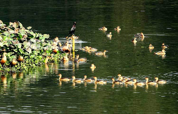 শীতের শুরুতে আমাদের দেশে অতিথি পাখি উড়ে আসে। সুদূর সাইবেরিয়াসহ বিভিন্ন শীত প্রধান দেশ থেকে উড়ে আসা এসব পাখি এদেশের যে সব অভয় আশ্রমে বসবাস করে, তার মধ্যে জাহাঙ্গীরনগর বিশ্ববিদ্যালয় ক্যাম্পাস অন্যতম। শীতের শেষে এখন পাখিরা নিজ নিজ দেশে উড়ে যেতে শুরু করেছে। সম্প্রতি ছবিটি তুলেছেন- বিপ্লব দিক্ষিৎ
