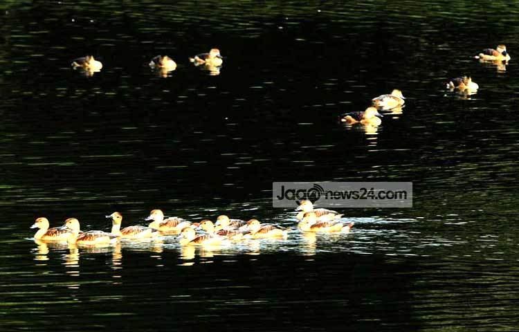 শীতের শুরুতে আমাদের দেশে অতিথি পাখি উড়ে আসে। সুদূর সাইবেরিয়াসহ বিভিন্ন শীত প্রধান দেশ থেকে উড়ে আসা এসব পাখি এদেশের যে সব অভয় আশ্রমে বসবাস করে, তার মধ্যে জাহাঙ্গীরনগর বিশ্ববিদ্যালয় ক্যাম্পাস অন্যতম। শীতের শেষে এখন পাখিরা নিজ নিজ দেশে উড়ে যেতে শুরু করেছে। সম্প্রতি ছবিটি তুলেছেন- বিপ্লব দিক্ষিৎ
