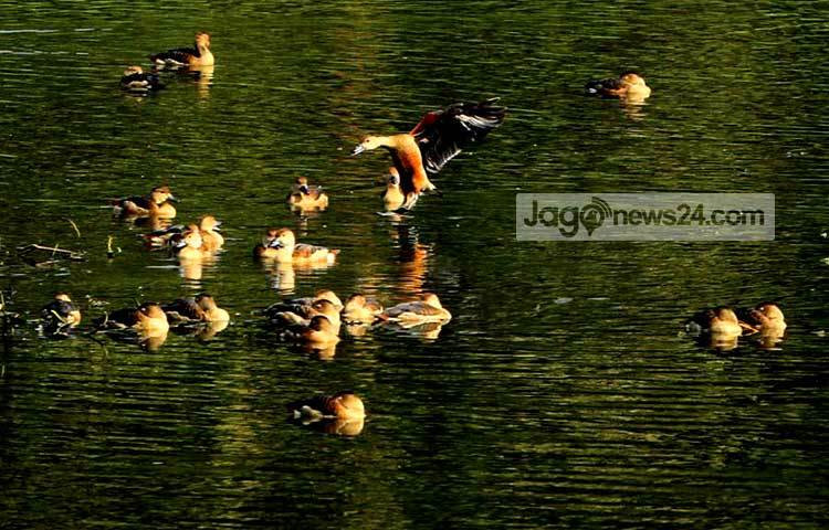 শীতের শুরুতে আমাদের দেশে অতিথি পাখি উড়ে আসে। সুদূর সাইবেরিয়াসহ বিভিন্ন শীত প্রধান দেশ থেকে উড়ে আসা এসব পাখি এদেশের যে সব অভয় আশ্রমে বসবাস করে, তার মধ্যে জাহাঙ্গীরনগর বিশ্ববিদ্যালয় ক্যাম্পাস অন্যতম। শীতের শেষে এখন পাখিরা নিজ নিজ দেশে উড়ে যেতে শুরু করেছে। সম্প্রতি ছবিটি তুলেছেন- বিপ্লব দিক্ষিৎ