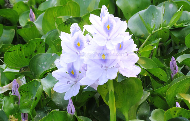 শহুরে জীবনের একঘেয়েমি দূর করতে গ্রামে গিয়ে কচুরি ফুলের সৌন্দর্য দেখে আসতে পারেন। শরীয়তপুর সদর উপজেলার আংগারিয়া থেকে কচুরি ফুলের এই ছবি তুলেছেন মো. ছগির হোসেন।