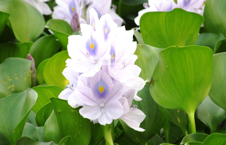 শহরে কিংবা দেশের বাইরে যারা দীর্ঘ জীবন যাপন করছি তাদের কী এই কচুরি ফুলের কথা মনে আছে? শরীয়তপুর সদর উপজেলার আংগারিয়া থেকে কচুরি ফুলের এই ছবি তুলেছেন মো. ছগির হোসেন।