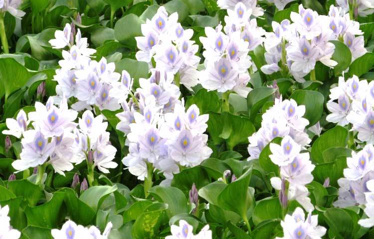 খাল-বিল,পুকুর, ডোবা, নালায় কোনো রকম যত্ন-আত্তি ছাড়াই এই ফুল প্রকৃতির আপন ভুবনে পাওয়া যায়। শরীয়তপুর সদর উপজেলার আংগারিয়া থেকে কচুরি ফুলের এই ছবি তুলেছেন মো. ছগির হোসেন।