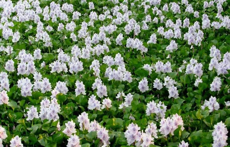 কচুরি ফুলের দৃশ্য শৈশবের ফেলে আসা দুরন্তপনার কথা আমাদের মনে করিয়ে দেয়। শরীয়তপুর সদর উপজেলার আংগারিয়া থেকে কচুরি ফুলের এই ছবি তুলেছেন মো. ছগির হোসেন।