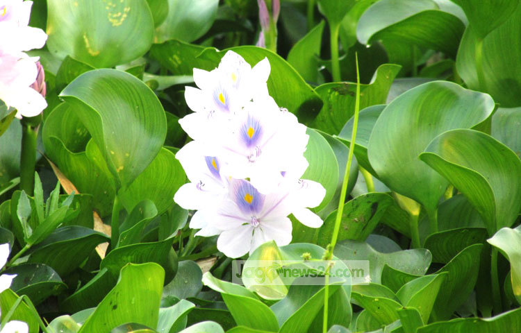 কচুরি ফুলে তেমন কোনো সুবাব না থাকলেও এর নজর কাড়া সৌন্দর্যই প্রকৃতিপ্রেমীদের পাগল করে তোলে। শরীয়তপুর সদর উপজেলার আংগারিয়া থেকে কচুরি ফুলের এই ছবি তুলেছেন মো. ছগির হোসেন।