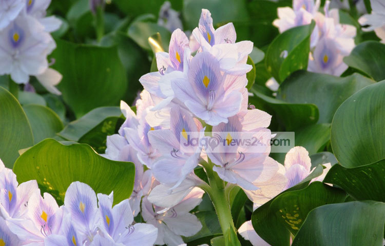 সবুজের মাঝে কচুরি ফুলে সাদা রঙের সমারোহ। সত্যিই মনোমুগ্ধকর এই দৃশ্য। শরীয়তপুর সদর উপজেলার আংগারিয়া থেকে কচুরি ফুলের এই ছবি তুলেছেন মো. ছগির হোসেন।