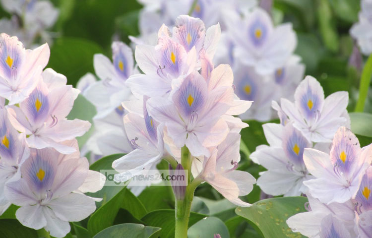 কচুরি ফুল ছেড়ার কিছুক্ষণের মধ্যেই ঢলে পড়ে। তাই এই ফুলে ছিড়ে কেউ খুব একটা সৌন্দর্য উপভোগ করে না। শরীয়তপুর সদর উপজেলার আংগারিয়া থেকে কচুরি ফুলের এই ছবি তুলেছেন মো. ছগির হোসেন।