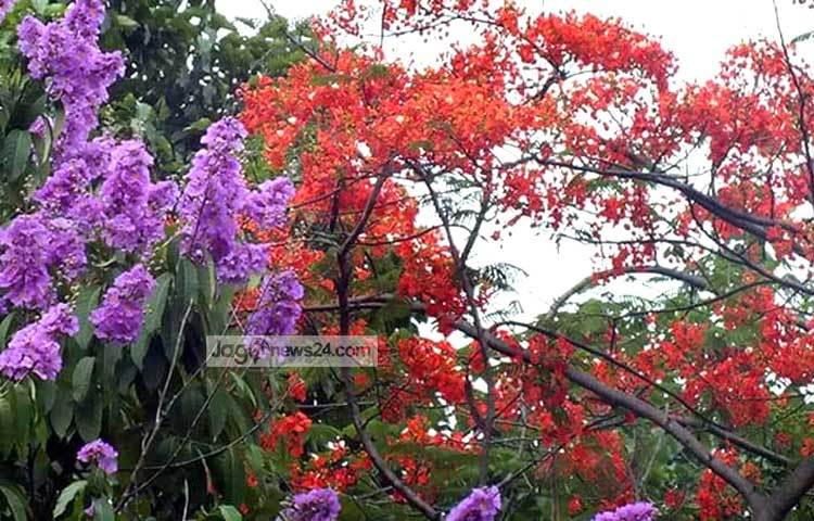 ফুলের নাম &lsquo;কৃষ্ণচূড়া&rsquo; হলেও দেখতে টকটকে লাল। ঢাকা বিশ্ববিদ্যালয় এলাকা থেকে কৃষ্ণচূড়ার ছবি তুলেছেন আলোকচিত্রী বিপ্লব দিক্ষিৎ।