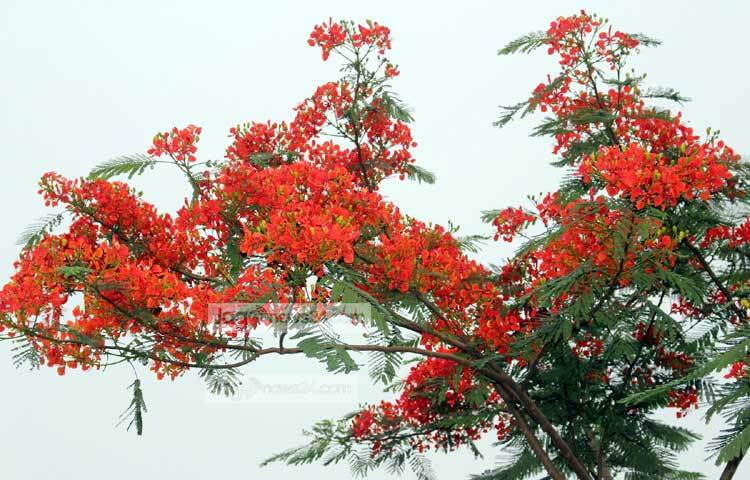 আকাশের পানে উর্দ্ধমুখী কৃষ্ণচূড়া। ছবি : বিপ্লব দিক্ষিৎ।