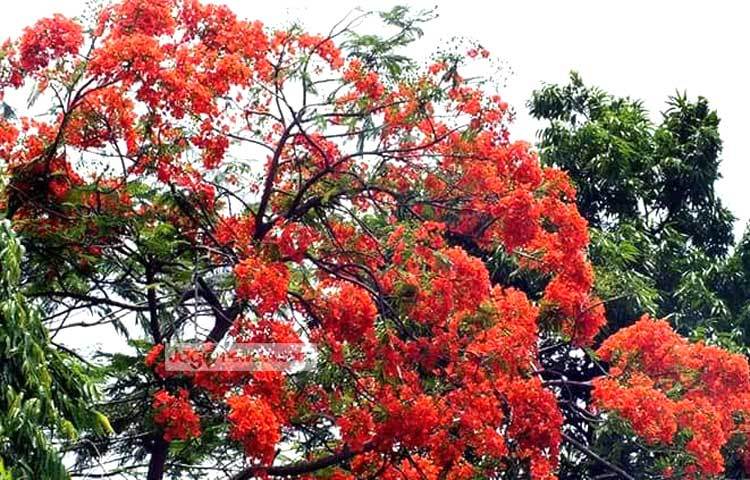 গ্রীষ্মের মনোমুগ্ধকর রক্তিম ফুলে প্রকৃতি সেজেছে অপরূপ সাজে। পথচারীদের সহজেই&nbsp; চোখে পড়বে কৃষ্ণচূড়া। ছবি : বিপ্লব দিক্ষিৎ।
