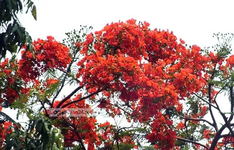 বহু দূর থেকে কৃষ্ণচূড়া ফুল দেখলে মনে হবে যেন গাছগুলোতে আগুন জ্বলছে। ছবি : বিপ্লব দিক্ষিৎ।
