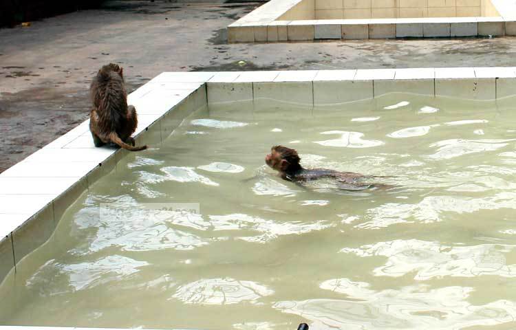 তীব্র দাবদাহে চিড়িয়াখানার অতিষ্ঠ বানরের ছোটাছুটি। ছবি : বিপ্লব দিক্ষিৎ।