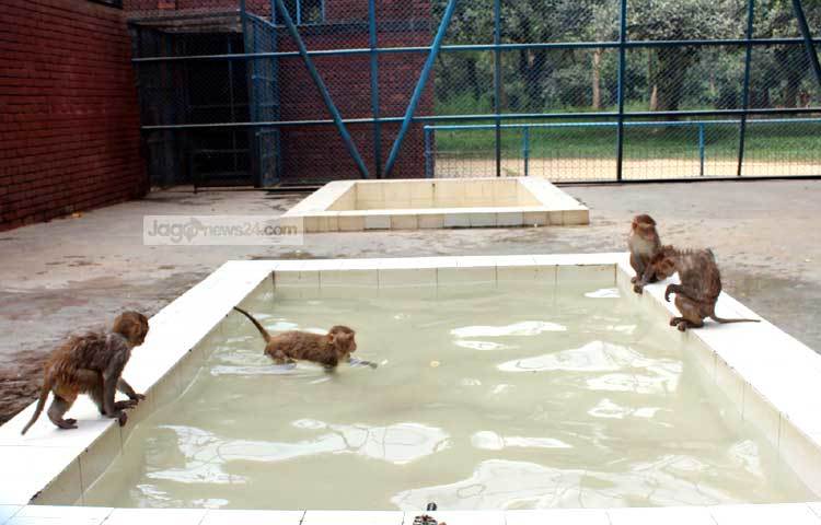 গরমের হাত থেকে বাঁচতে সাঁতার কাটছে বানর। ছবি : বিপ্লব দিক্ষিৎ।
