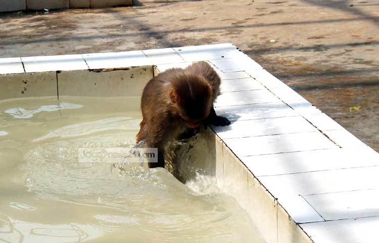পানি নিয়ে খেলা করছে গরমে অতিষ্ঠ এই বানরটি। ছবি : বিপ্লব দিক্ষিৎ।