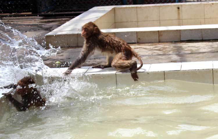 পানি থেকে উঠতে চাচ্ছে না এ বানরটি। ছবি : বিপ্লব দিক্ষিৎ।