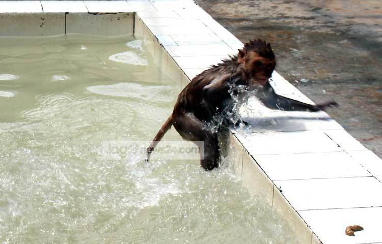 গোসল সেরে কুলে উঠছে বানরটি। ছবি : বিপ্লব দিক্ষিৎ।