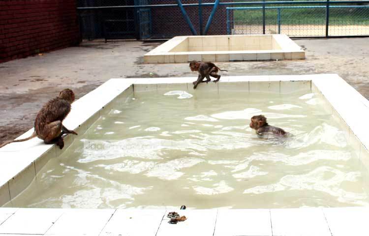 বানরের ডুব সাঁতারের প্রতিযোগিতা চলছে। ছবি : বিপ্লব দিক্ষিৎ।