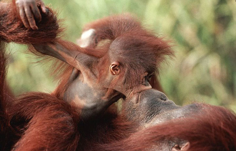 মায়ের মুখে চুমু খাচ্ছে বানরের বাচ্চাটি। ছবি : আই লাভ আফ্রিকা।
