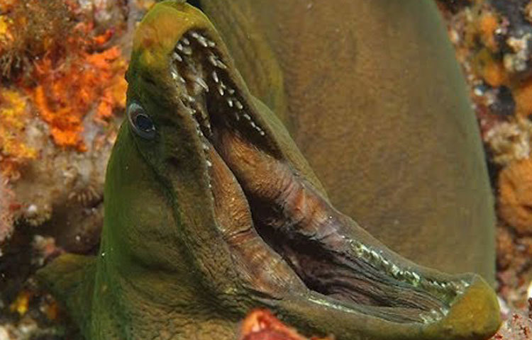 মোরে ইল : ভয়ঙ্কর এই মাছটির ৮০টিরও বেশি প্রজাতি রয়েছে। এর মধ্যে প্রায় ৬০ প্রজাতির মাছ এতটাই বিষাক্ত যে, এগুলি খাওয়ার কিছুক্ষণের মধ্যেই মানুষের মৃত্যু ঘটে।