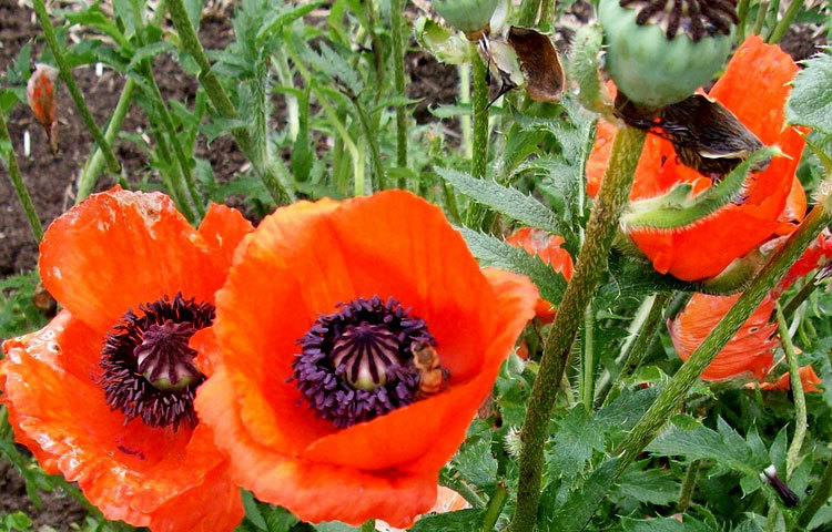 ওরিয়েন্টাল পপি : তুরস্কের জনগণের কাছে এই ফুলটি খুবই পছন্দের। এটি সাদা, গোলাপী ও লাল রঙয়ের হয়ে থাকে।